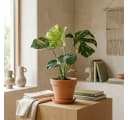 Bloomique Monstera Deliciosa Thai Constellation Zimmerpflanze Grün Bild 4
