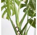 Bloomique Monstera Deliciosa Thai Constellation Zimmerpflanze Grün Bild 5