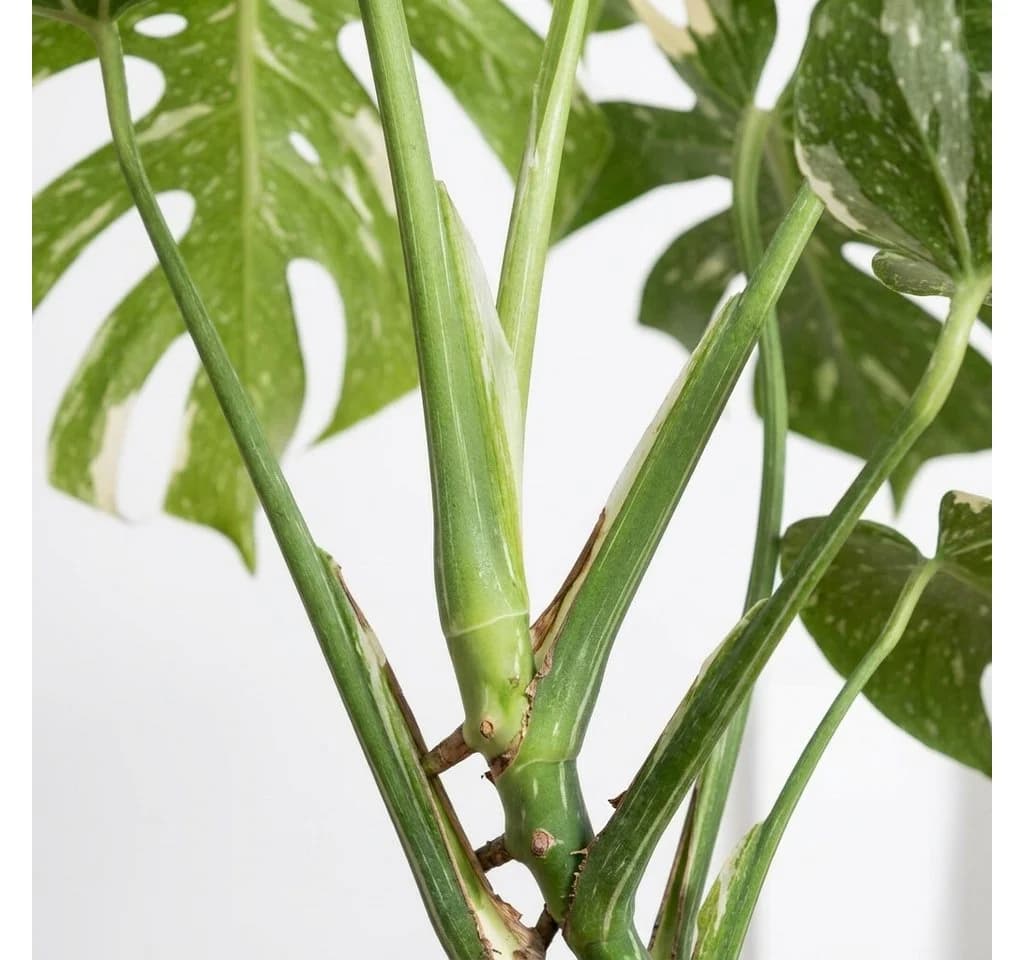 Bloomique Monstera Deliciosa Thai Constellation Zimmerpflanze Grün - Bild 5