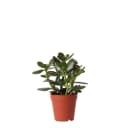 Exotenherz Kaktus Sukkulente Crassula Ovata Topfgröße 9cm Bild 2