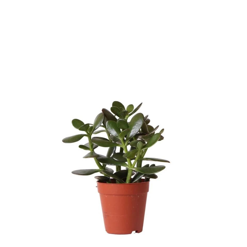 Exotenherz Kaktus Sukkulente Crassula Ovata Topfgröße 9cm - Bild 2