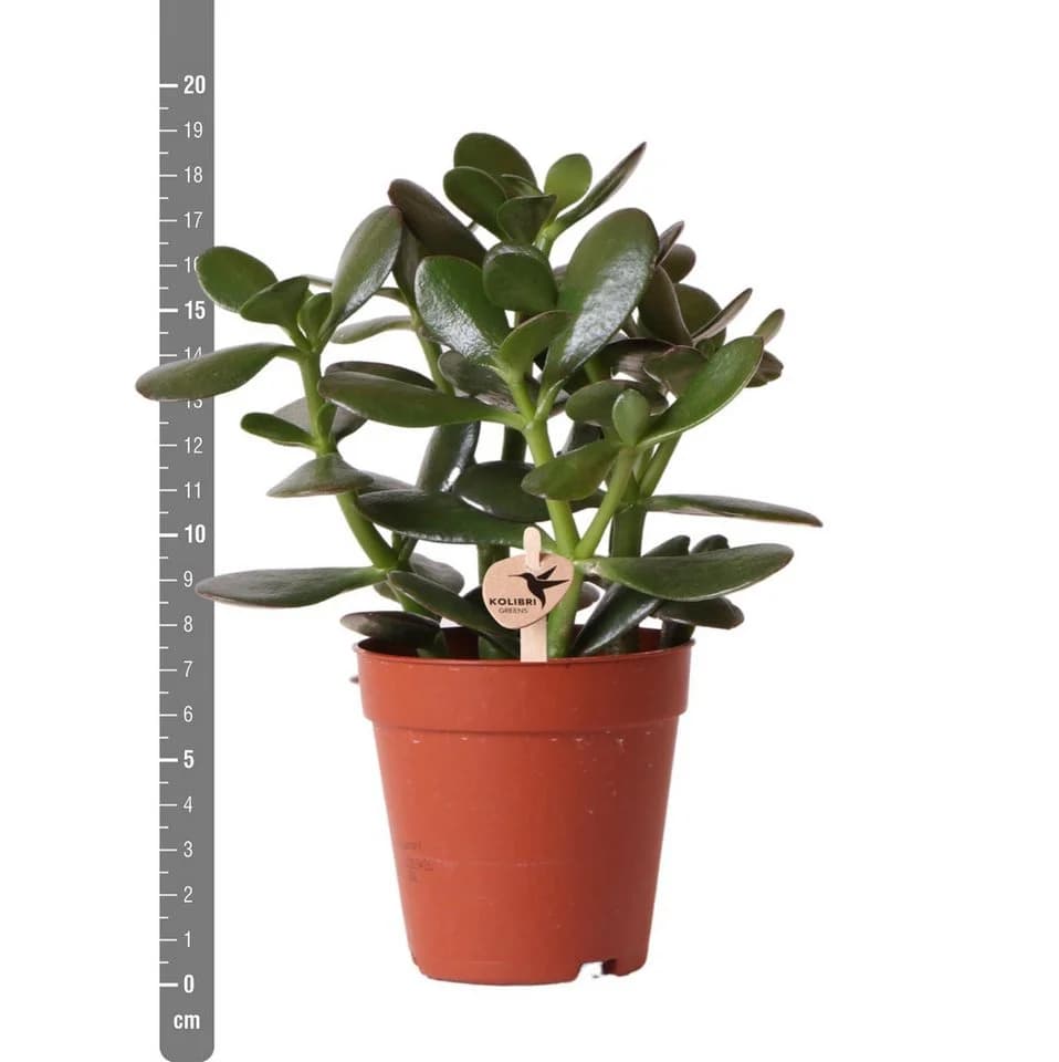Exotenherz Kaktus Sukkulente Crassula Ovata Topfgröße 9cm - Bild 4
