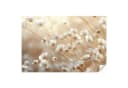 OnlyWow Fototapete Wild Blumen Weiß Modern Vlies Bild 2