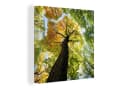 OneMillionCanvasses® Leinwandbild Baum Natur Wald 20x20 cm Bild 2