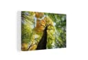 OneMillionCanvasses® Leinwandbild Baum Natur Wald Aesthetic 30x20 cm Bild 2
