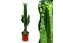 Florora Zimmerpflanze Euphorbia Wolfsmilch Grün/Braun/Grau 70 cm Topf 19 cm Bild 1