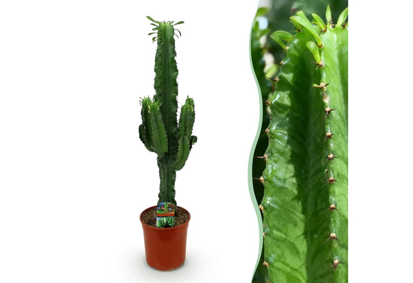 Florora Zimmerpflanze Euphorbia Wolfsmilch Grün/Braun/Grau 70 cm Topf 19 cm