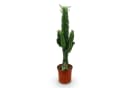 Florora Zimmerpflanze Euphorbia Wolfsmilch Grün/Braun/Grau 70 cm Topf 19 cm Bild 2
