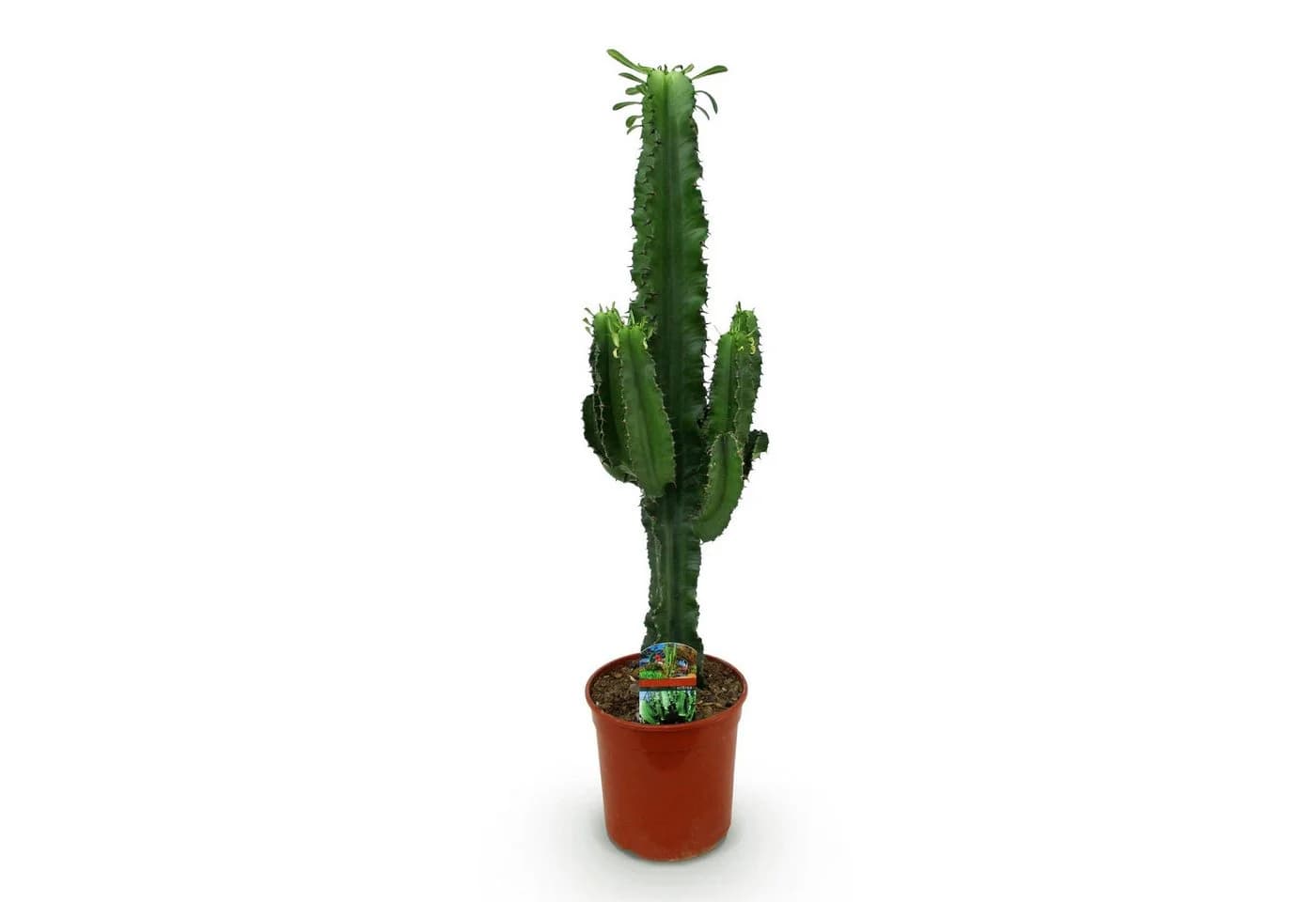 Florora Zimmerpflanze Euphorbia Wolfsmilch Grün/Braun/Grau 70 cm Topf 19 cm - Bild 2