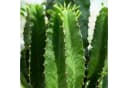 Florora Zimmerpflanze Euphorbia Wolfsmilch Grün/Braun/Grau 70 cm Topf 19 cm Bild 3