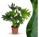 Florora Zimmerpflanze Philodendron Lickety Split 70 cm Grün Bild 1