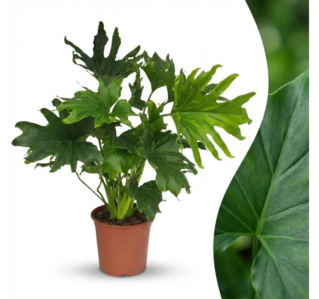 Florora Zimmerpflanze Philodendron Lickety Split 70 cm Grün