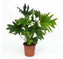 Florora Zimmerpflanze Philodendron Lickety Split 70 cm Grün Bild 2