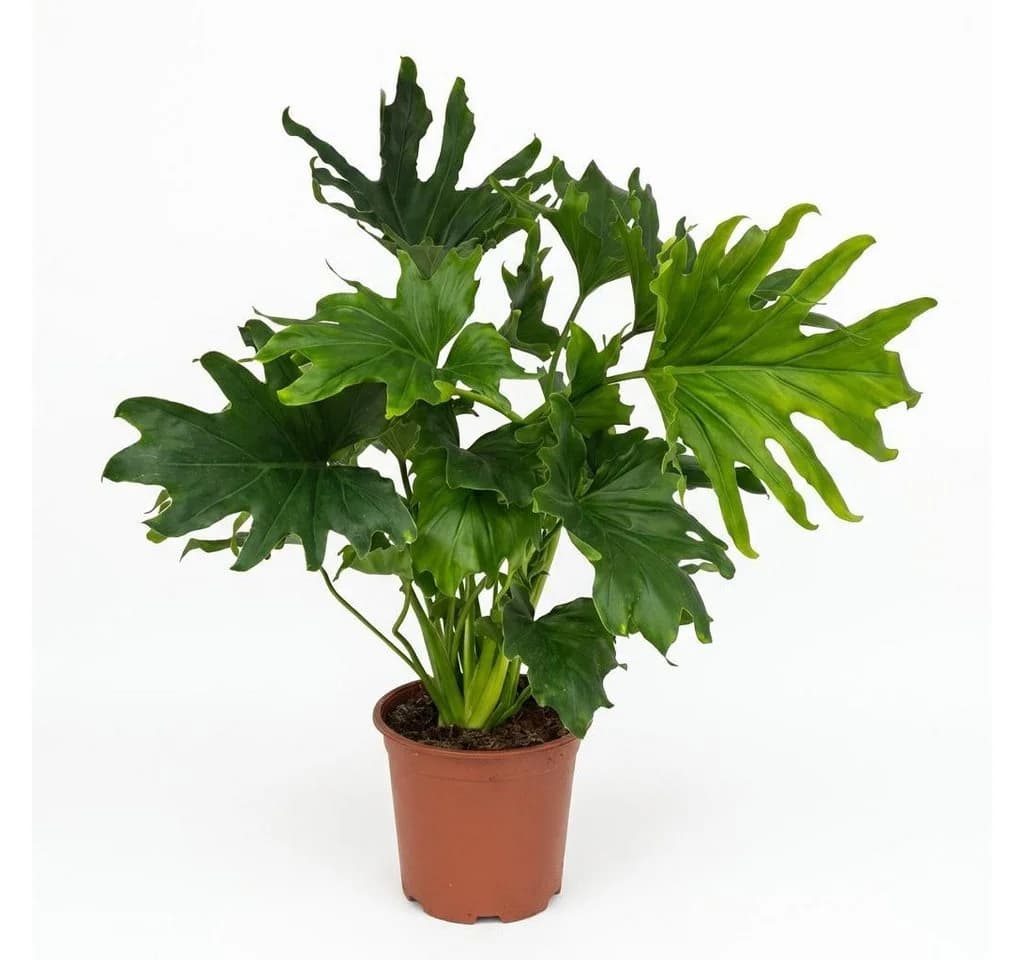 Florora Zimmerpflanze Philodendron Lickety Split 70 cm Grün - Bild 2