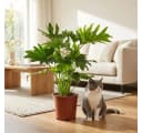 Florora Zimmerpflanze Philodendron Lickety Split 70 cm Grün Bild 3