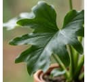 Florora Zimmerpflanze Philodendron Lickety Split 70 cm Grün Bild 4