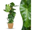 Florora Zimmerpflanze Monstera Deliciosa 90 cm Grün Bild 1