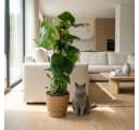 Florora Zimmerpflanze Monstera Deliciosa 90 cm Grün Bild 3