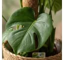 Florora Zimmerpflanze Monstera Deliciosa 90 cm Grün Bild 4