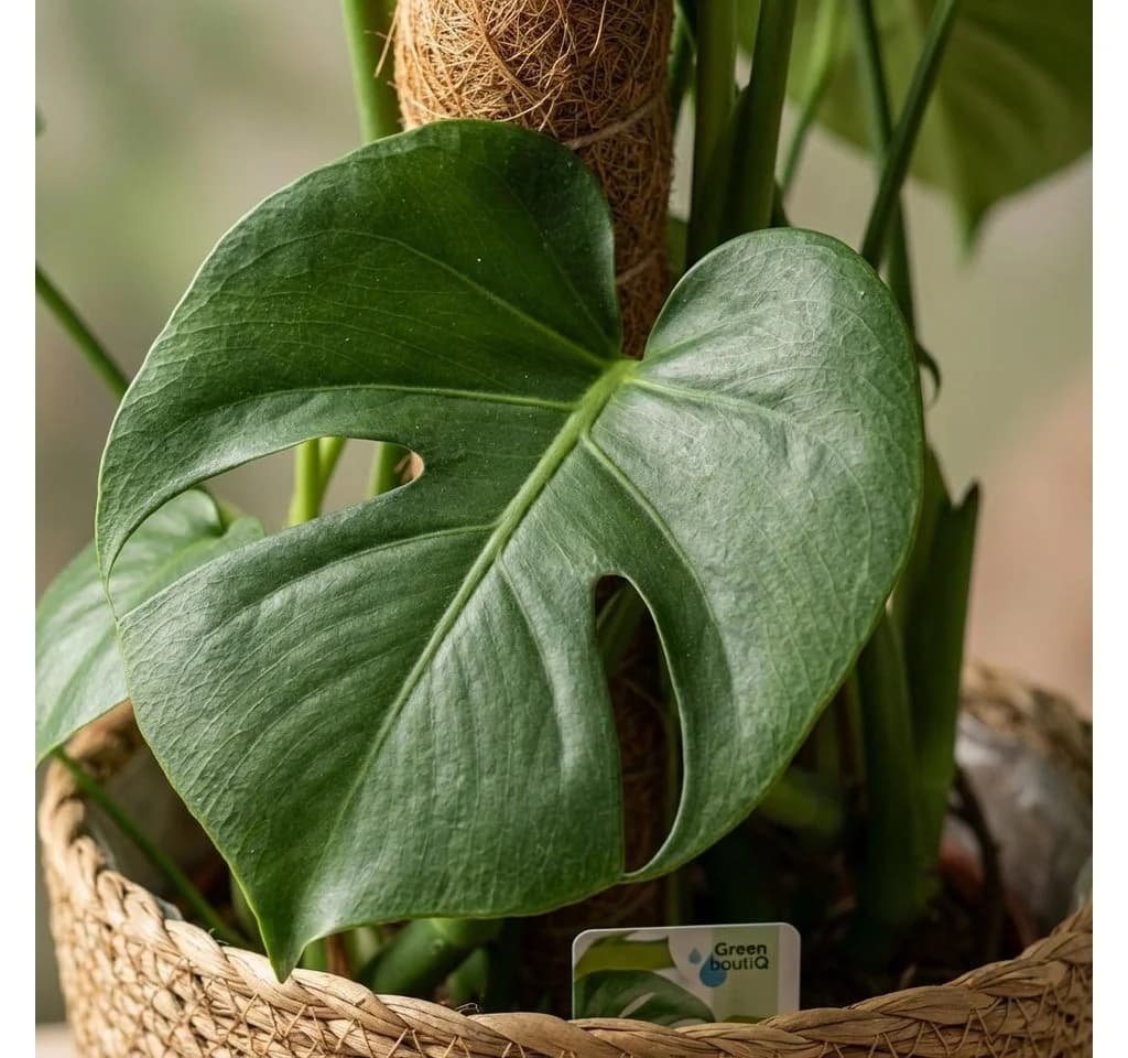 Florora Zimmerpflanze Monstera Deliciosa 90 cm Grün - Bild 4