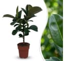 Florora Ficus Elastica Gummibaum 65 cm Topf 19 cm Grün Bild 1