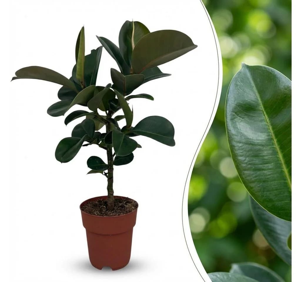 Florora Ficus Elastica Gummibaum 65 cm Topf 19 cm Grün