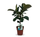 Florora Ficus Elastica Gummibaum 65 cm Topf 19 cm Grün Bild 2