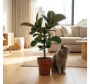 Florora Ficus Elastica Gummibaum 65 cm Topf 19 cm Grün Bild 3
