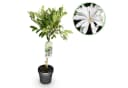 Florora Topfpflanze Magnolia stellata 90 cm Bild 1