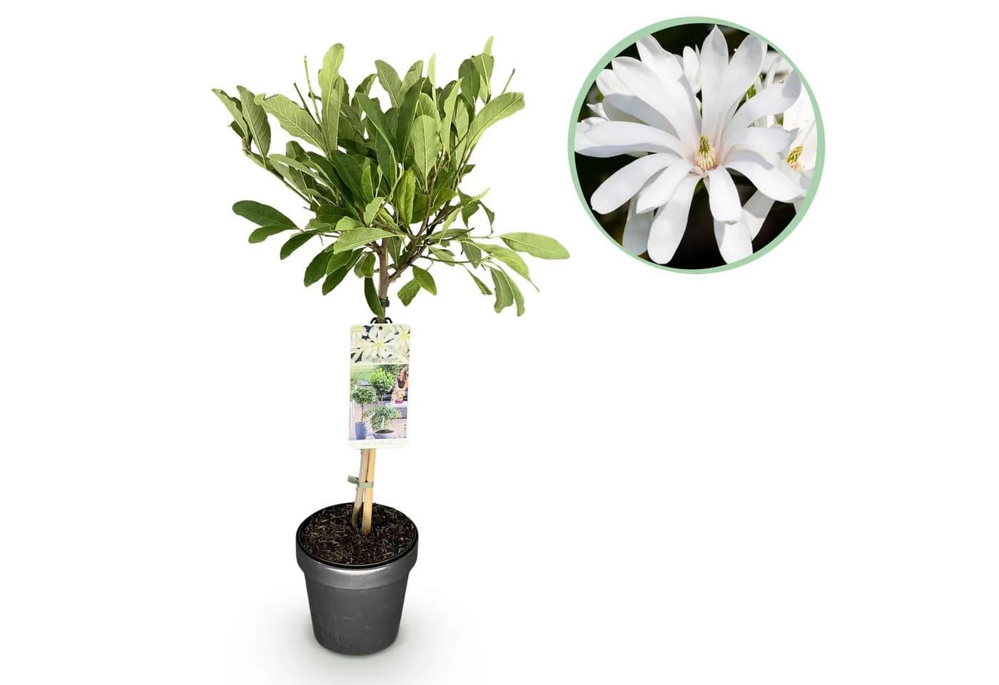 Florora Topfpflanze Magnolia stellata 90 cm