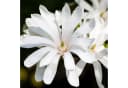 Florora Topfpflanze Magnolia stellata 90 cm Bild 3