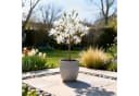 Florora Topfpflanze Magnolia stellata 90 cm Bild 4