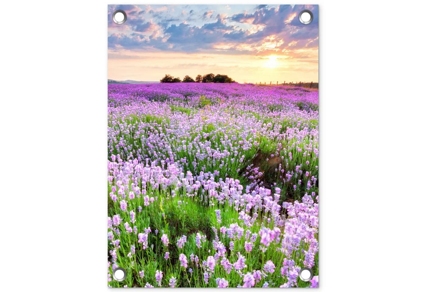 OnlyWow Gartenposter Lavendel Lila Blumen PVC Wetterfest - Bild 2