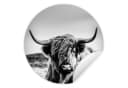 MuchoWow Wandsticker Schottischer Highlander Schwarz-Weiß Bild 2