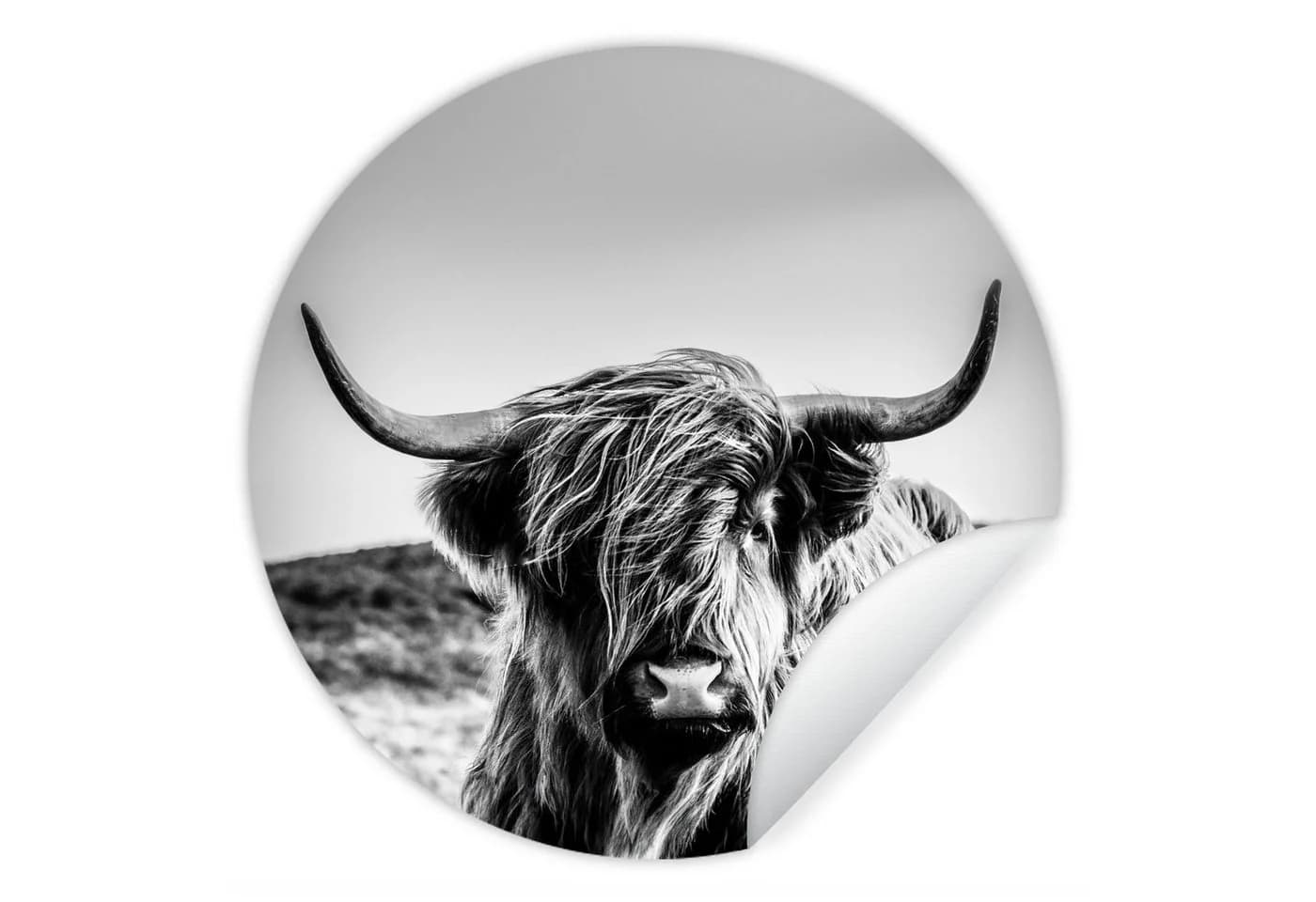 MuchoWow Wandsticker Schottischer Highlander Schwarz-Weiß - Bild 2