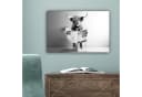 OneMillionCanvasses Leinwandbild Schottischer Highlander Grau Humor Bild 5