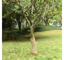 vidaXL Jutegewebe 0,5x10 m 100% Jute Bastelnaturmaterial Bild 1