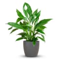 Florora Spathiphyllum Einblatt Zimmerpflanze 80 cm Grün/Weiß Bild 2