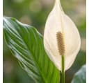Florora Spathiphyllum Einblatt Zimmerpflanze 80 cm Grün/Weiß Bild 3