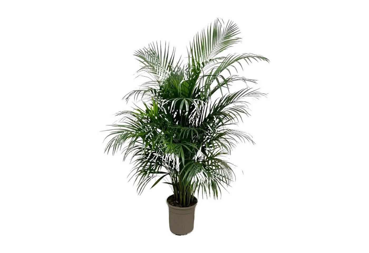 Florora Areca-Palme 150 cm – Grüne Zimmerpflanze mit Topf