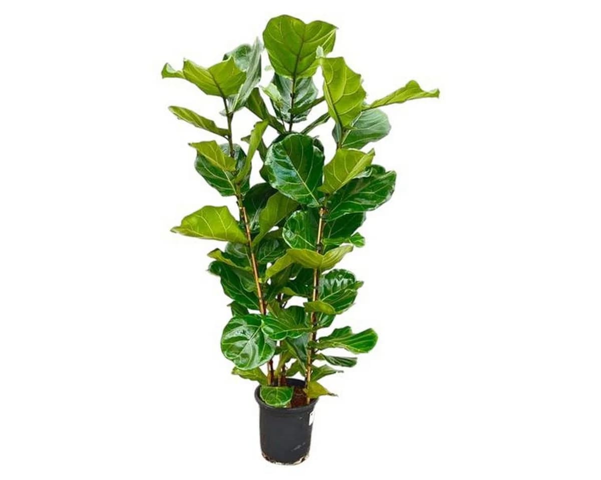 Florora Ficus Lyrata Strauch Geigenfeige 165 cm Topf 30 cm