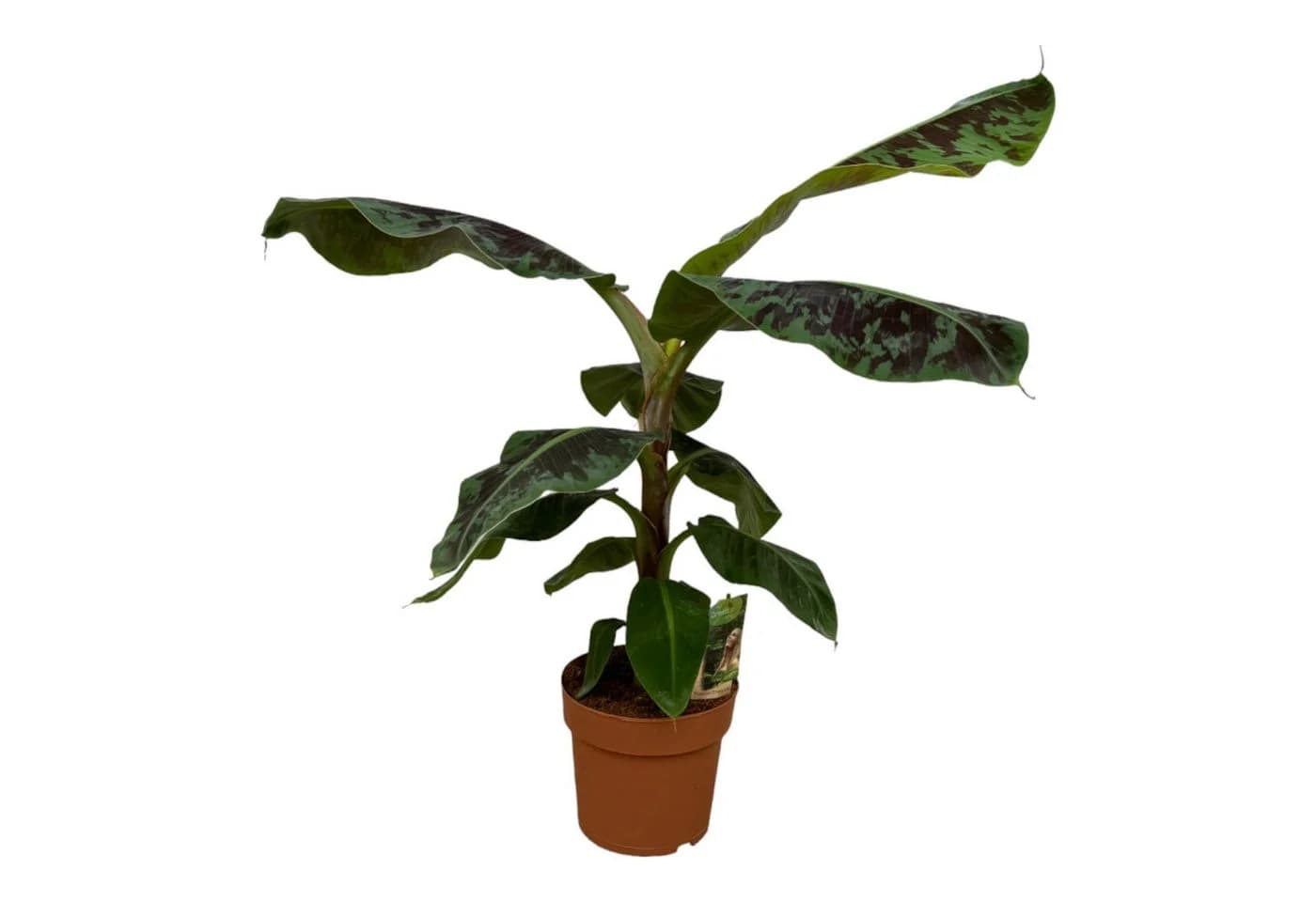 Florora Zimmerpflanze Musa Bananenpflanze Grün 80 cm Topf 21 cm