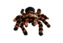 Mikamax Kuscheltier XXL Vogelspinne Plüsch Rostrot/Schwarz Halloween Bild 1