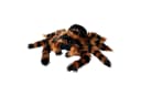 Mikamax Kuscheltier XXL Vogelspinne Plüsch Rostrot/Schwarz Halloween Bild 2