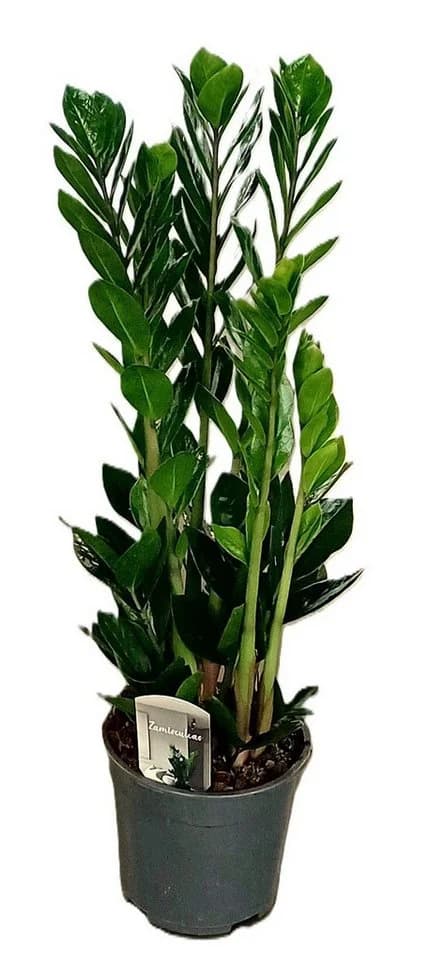 meinvipshop Glücksfeder Zamioculcas 85cm Grüne Zimmerpflanze