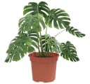 vidaXL Blumentopf Set 6-tlg. Ziegelrot Kunststoff Rund Bild 3