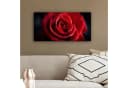 OneMillionCanvasses® Leinwandbild Panorama Rot - Rose - Romantisch, Fotodruck Bild 4