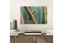 MuchoWow Acrylglasbild Bunter Frosch Modern Bild 1