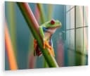 MuchoWow Acrylglasbild Bunter Frosch Modern Bild 2