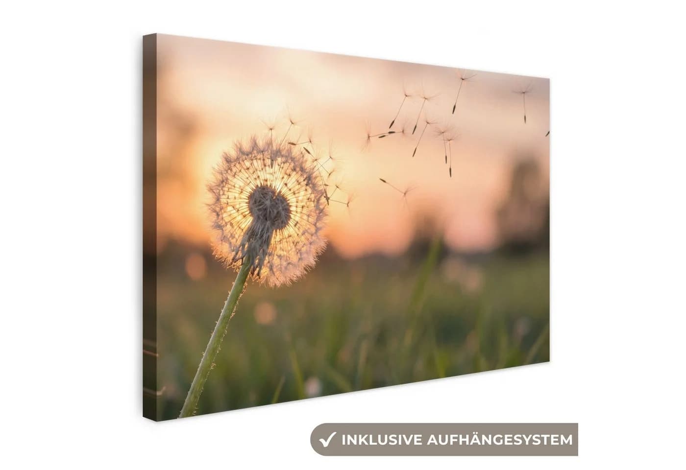 OneMillionCanvasses® Leinwandbild Löwenzahn Sonnenuntergang 30x20 cm - Bild 2
